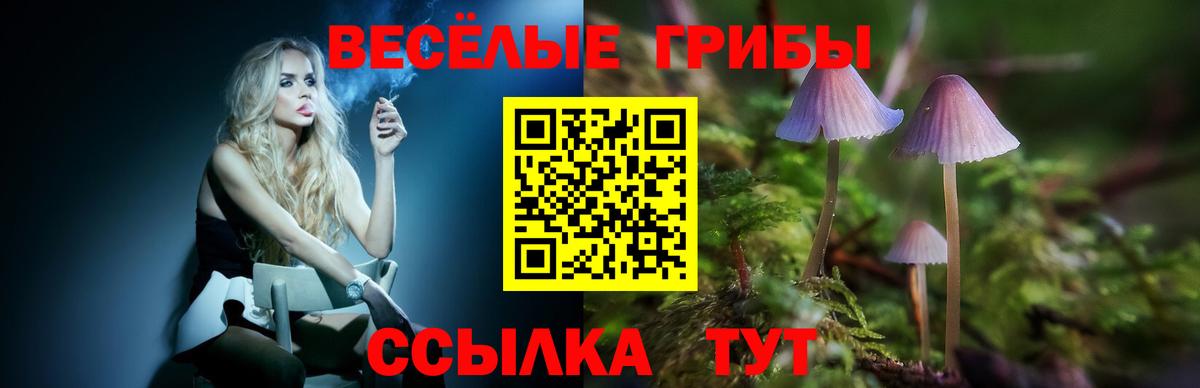 Пугачёв  Псилоцибиновые грибы Psilocybe  где найти   Вход с VPN 